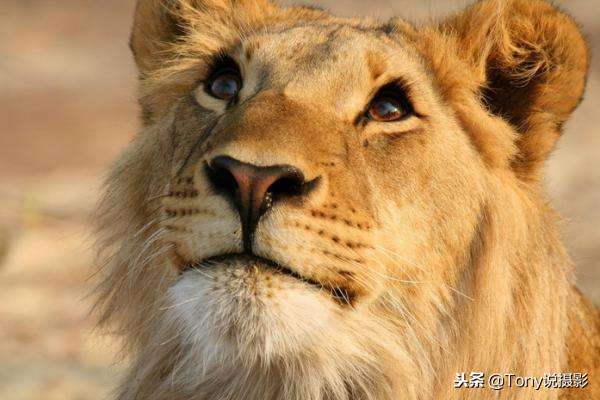 摄影长焦镜头含义,长焦镜头对于摄影的好处