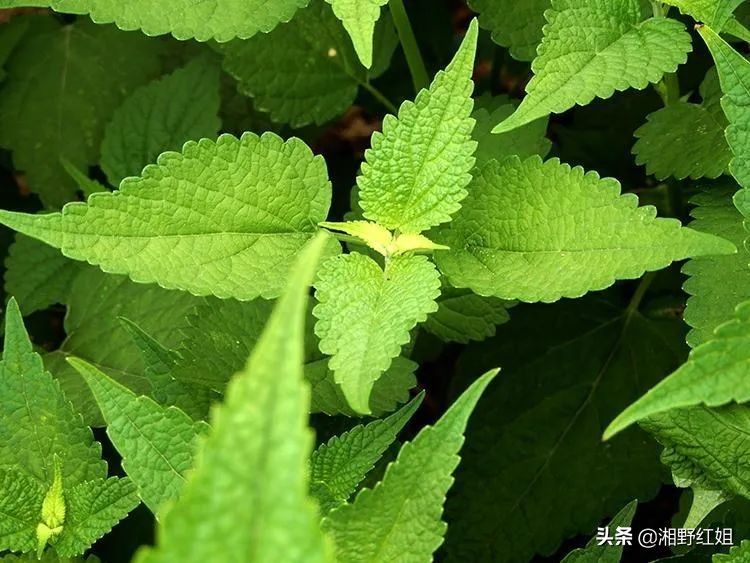 藿香适合做什么菜用,做菜的藿香