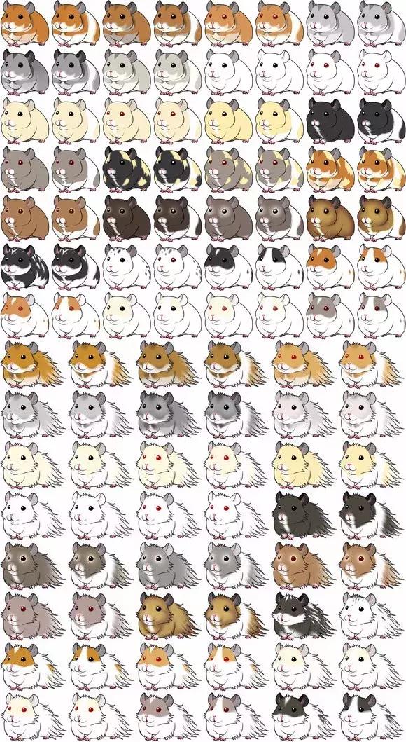 仓鼠种类大仓鼠,仓鼠的详细资料仓鼠的种类