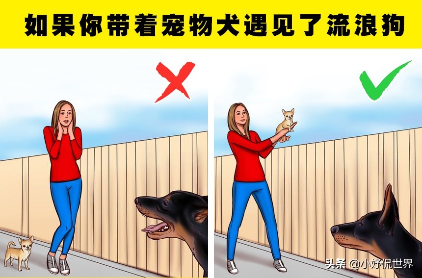 怎么让狗狗对你放下戒备心理,如果狗狗对你有攻击性该怎么办