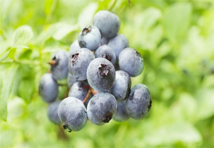 蓝莓泡几分钟可以消除果蝇,防治蓝莓果蝇的特效药