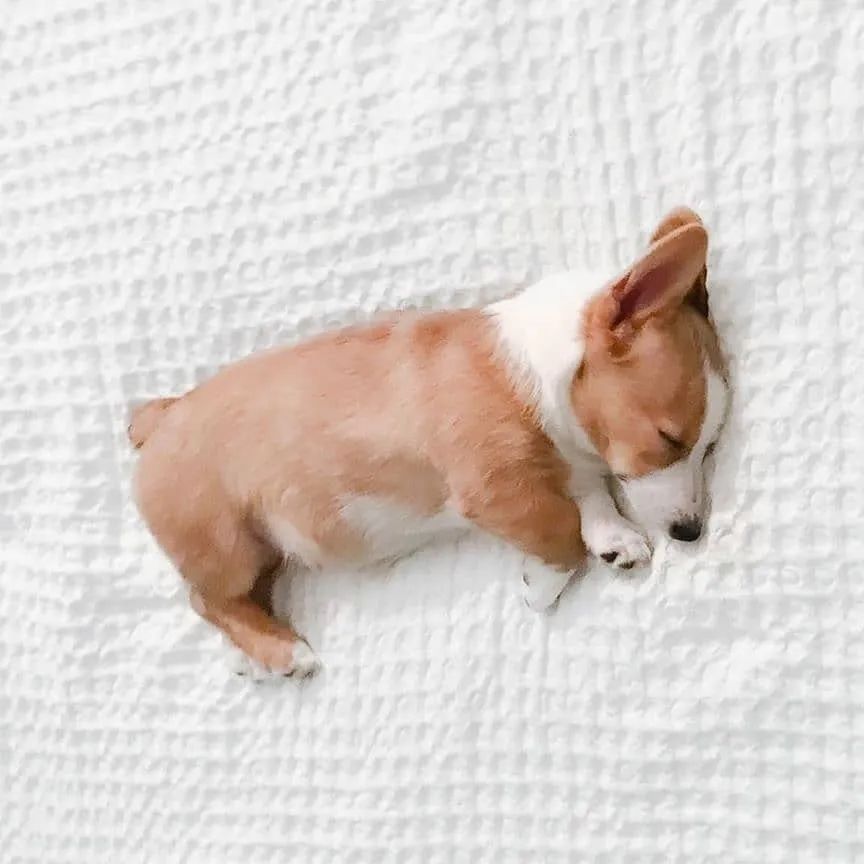 狗狗腿部僵硬，是不是关节出现问题了？要怎么避免？