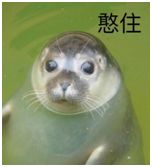 友邦寿险值得买吗,友邦重大疾病保险值得购买吗