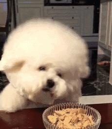 比熊开心视频,比熊开心的叫声