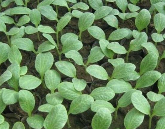 西瓜种植技术与授粉,怎么才能选到脆甜皮薄的西瓜