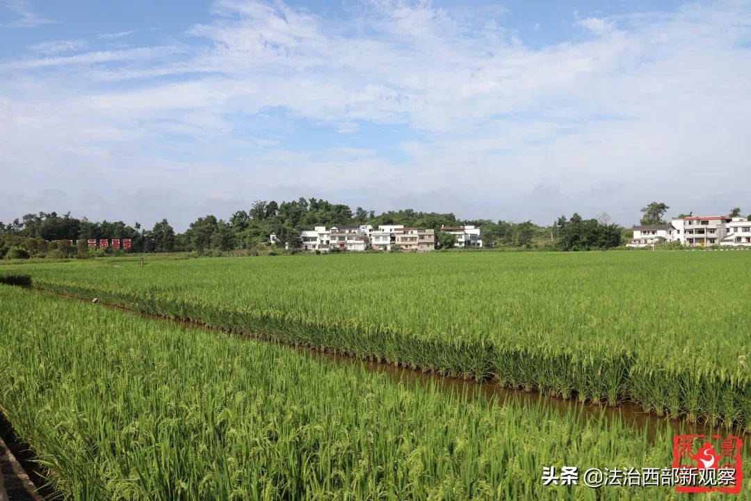 稻花香生态养殖,稻花香种植家庭农场