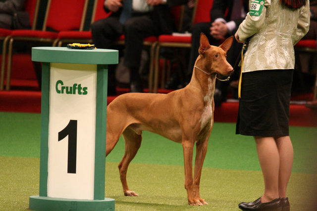 法老王猎犬是大型犬吗,法老王犬品种大全