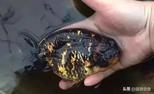 鱼缸多少鱼可以旺财运,养鱼是否旺财运和运气