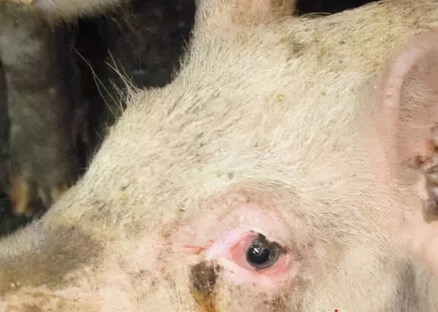 小猪眼睛水肿是什么原因,小猪眼睛肿了站不稳是什么病