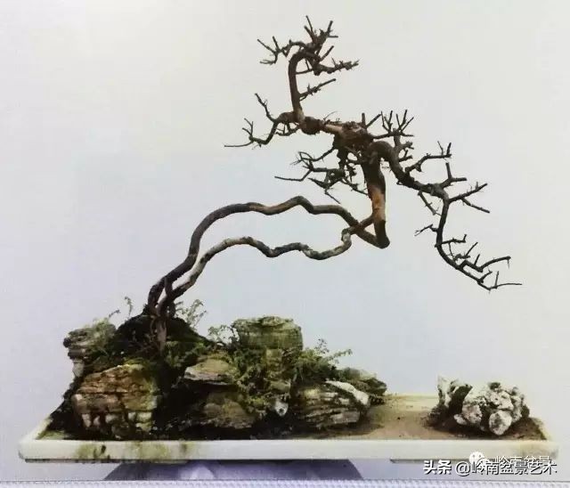 雀梅盆景下山桩如何栽,雀梅提根盆景老桩欣赏