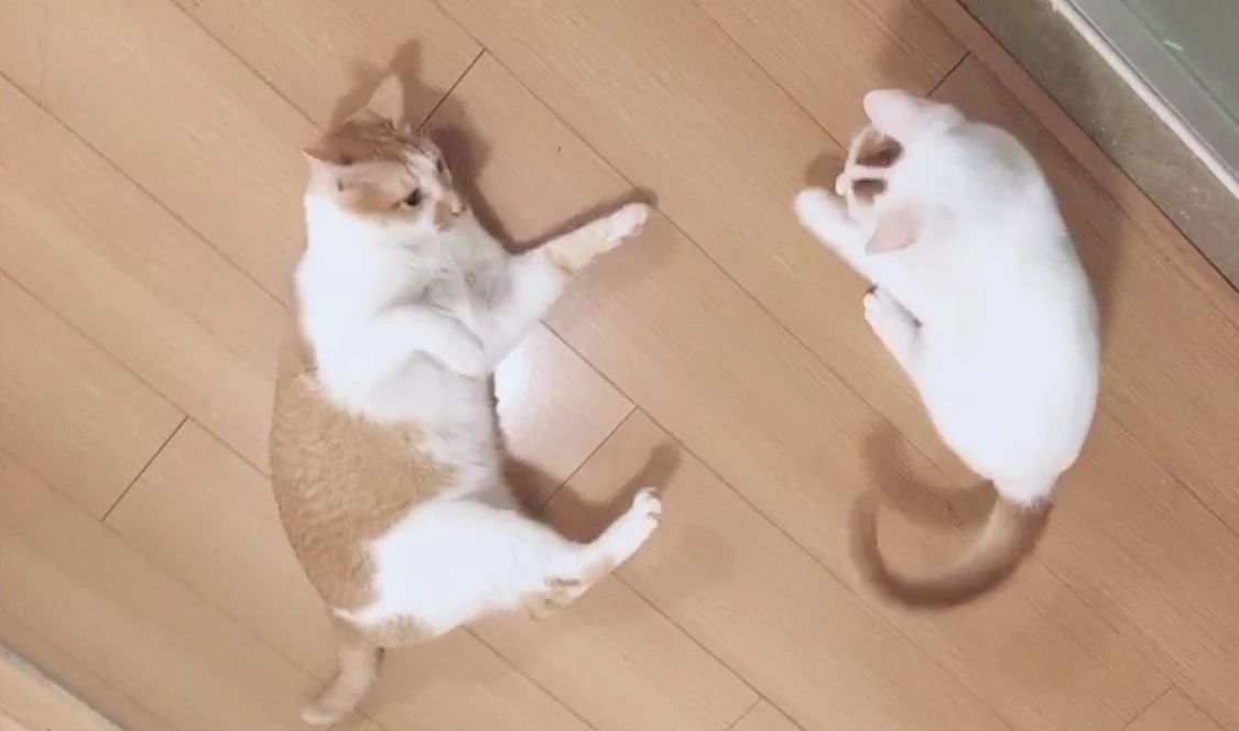 猫咪可以缓解焦虑抑郁吗,猫也会焦虑型依恋吗