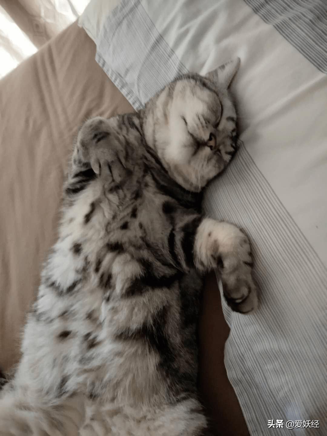 软便精有救了？干了这碗粮，养胃又护肠