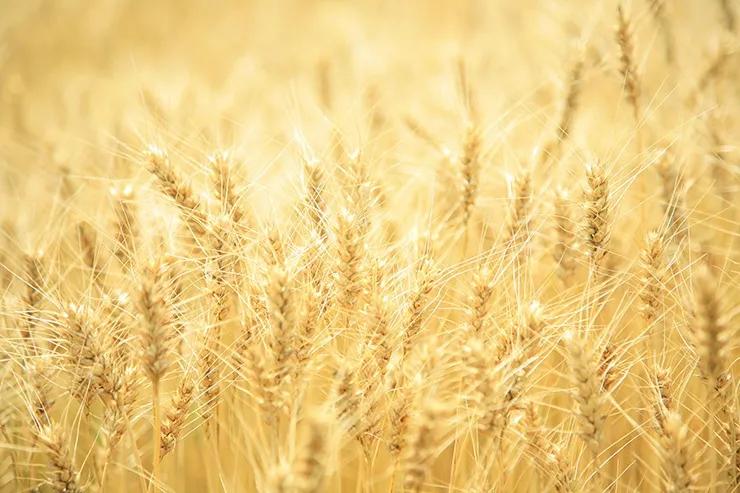 赞岐乌冬面,赞岐乌冬面180克