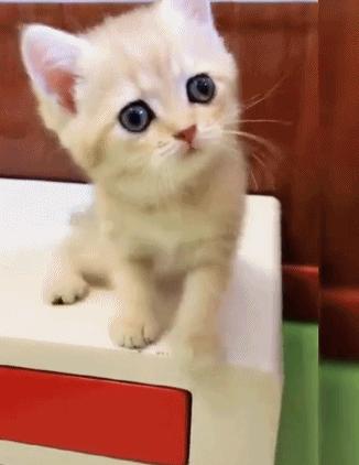 搞笑gif第八期,搞笑gif第三弹