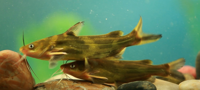 秋冬黄颡头鱼怎么钓,黄颡饵料可以钓什么鱼