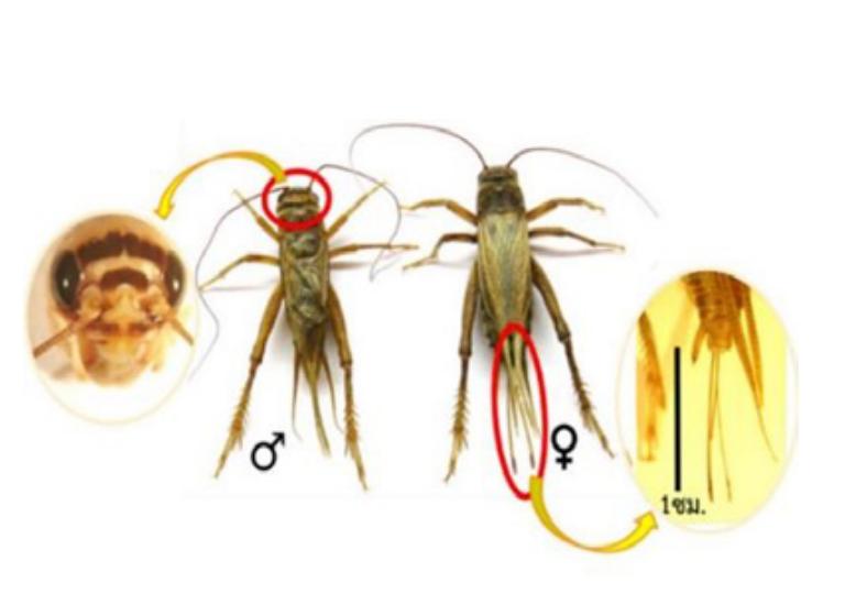 食用蟋蟀养殖赚钱吗农村,食用蟋蟀养殖