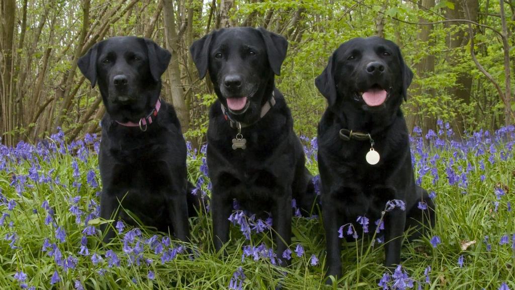 养黑色拉布拉多好还是养布偶猫好,拉布拉多犬黑色的怎么养