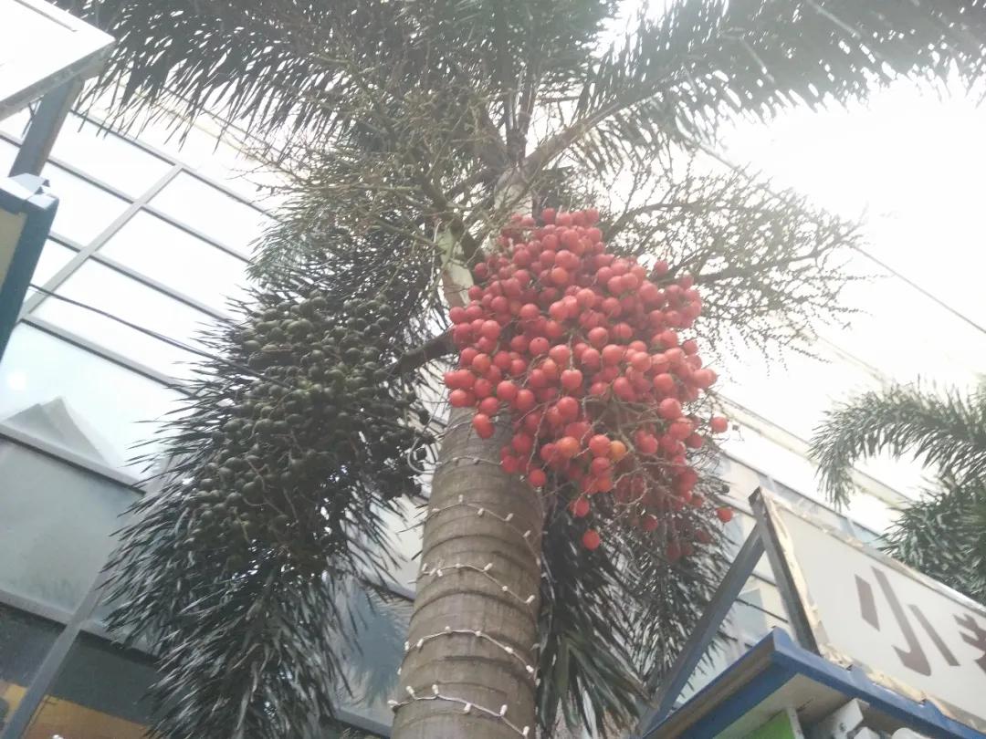 钦州像茶果一样的野果,广西的树结的果子可以吃