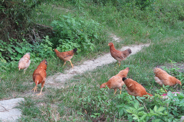 土鸡蛋洋鸡蛋有何不一样 (土鸡蛋普通鸡蛋)