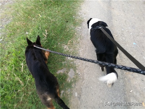 我想养狗,家人不让养怎么办,先冷静看看再决定