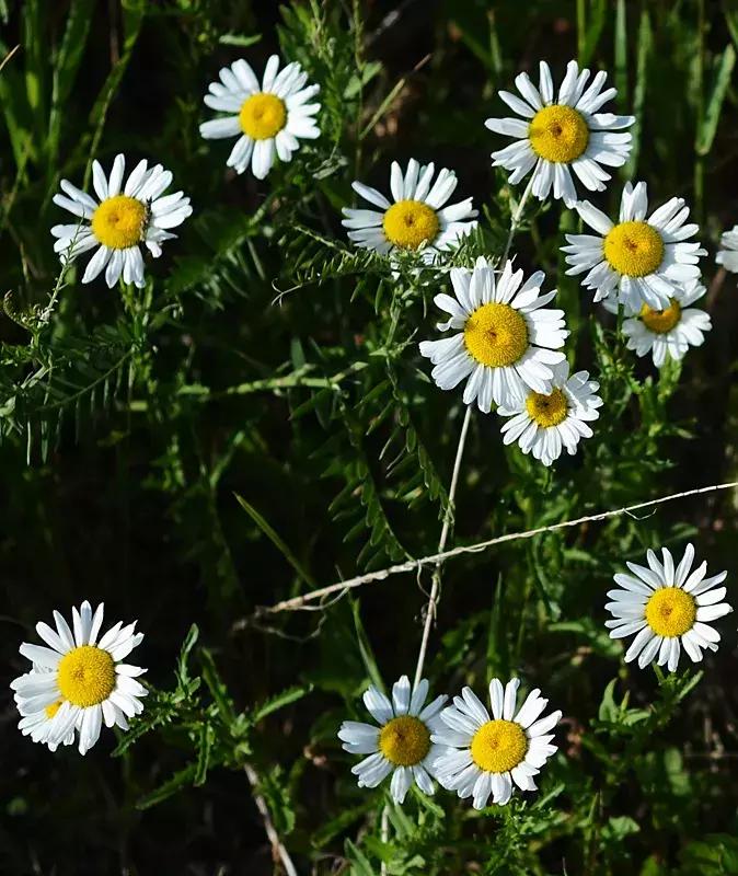 百花图谱大全100幅,工笔百花图谱100种