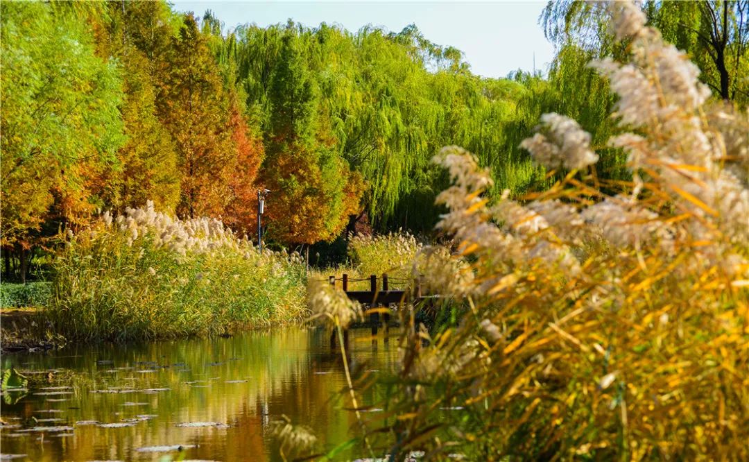 济南森林公园雪景,济南最美森林公园