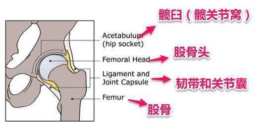 髋部骨折危害大老年人摔伤要重视,老人胯骨骨折死亡率