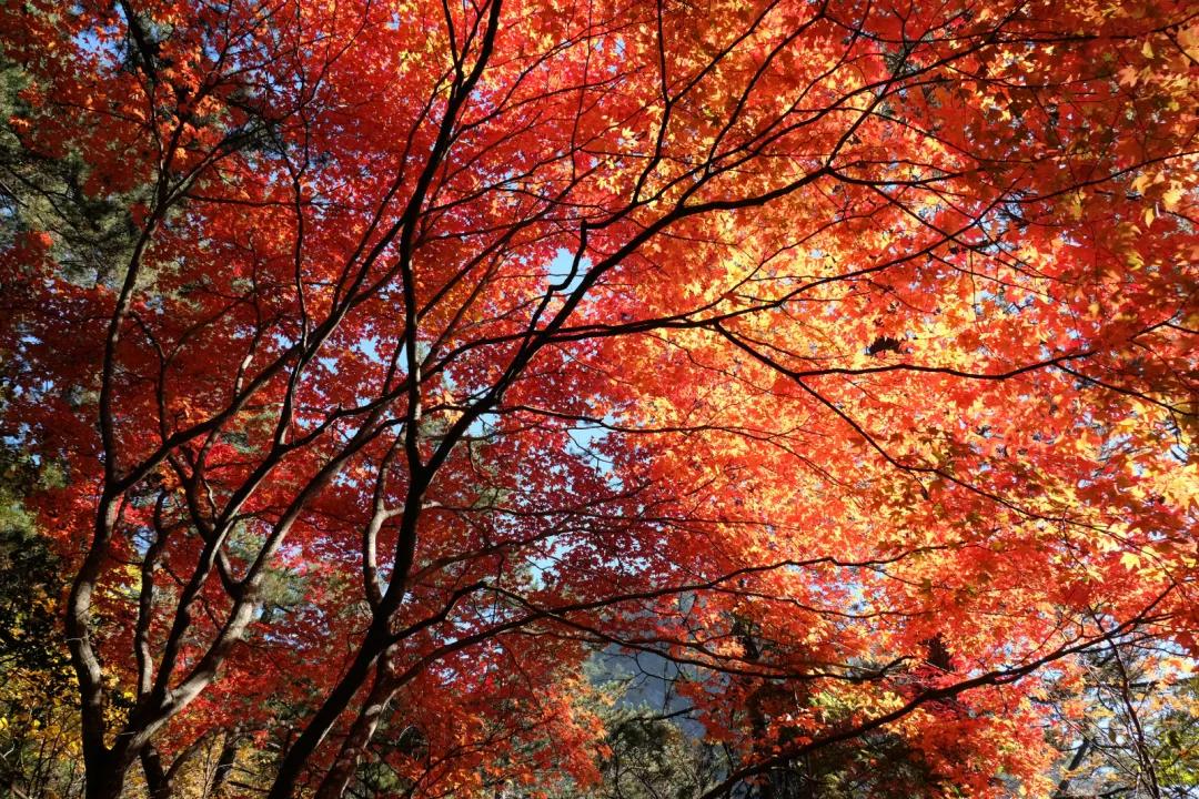 陕西汉中黎坪红叶,汉中黎坪红叶免费