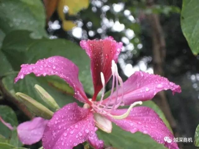 中国各大城市市花介绍,全国56市市花太美了的视频