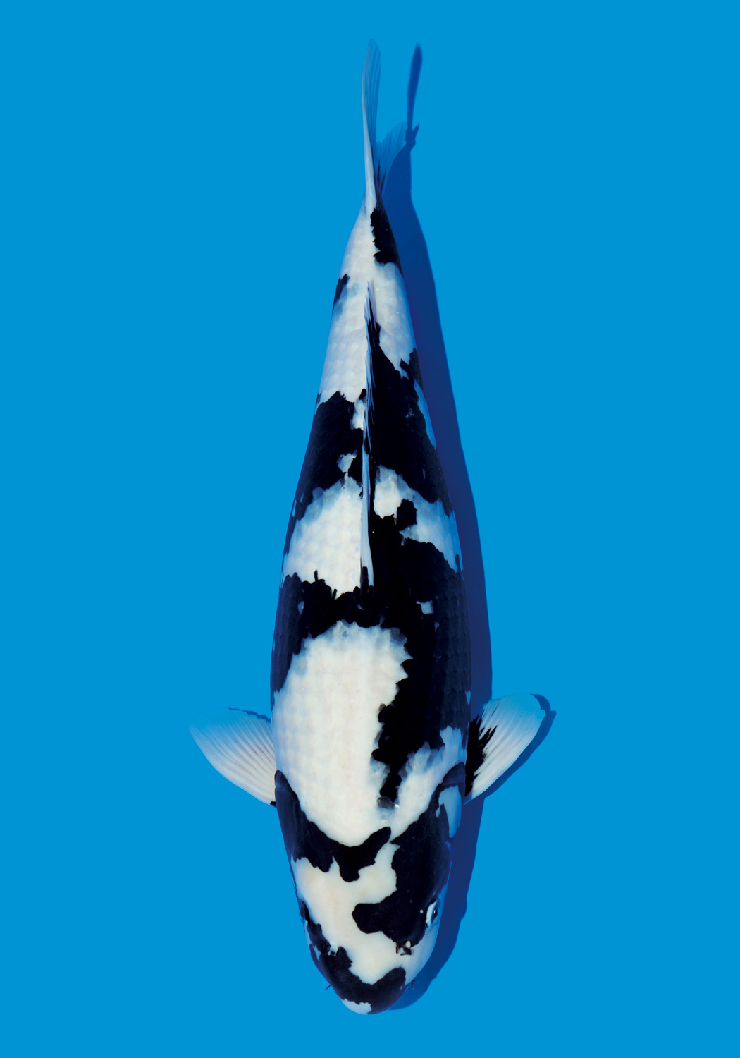 新手入门养锦鲤如何防止生病,新手养锦鲤需要注意什么