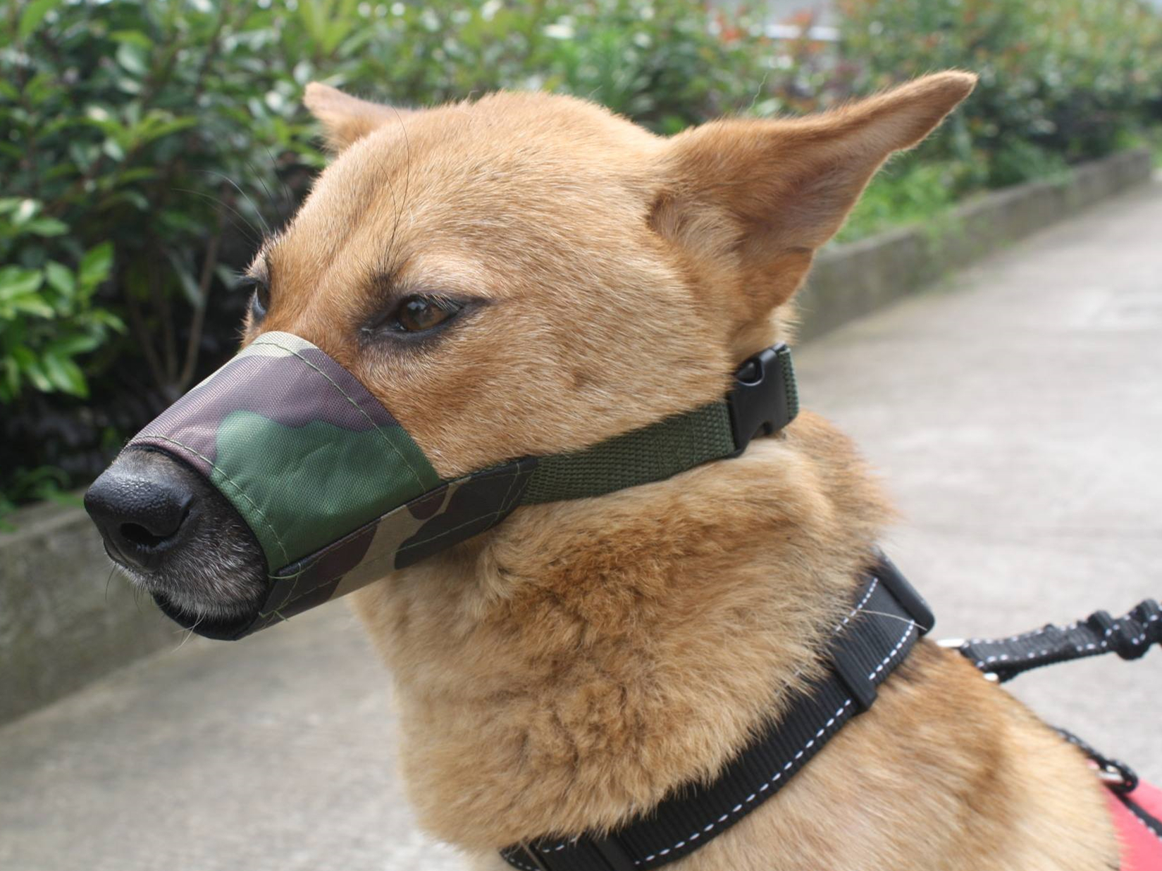 宠物狗为什么学狼叫呢,狗狗经常学狼叫是什么原因