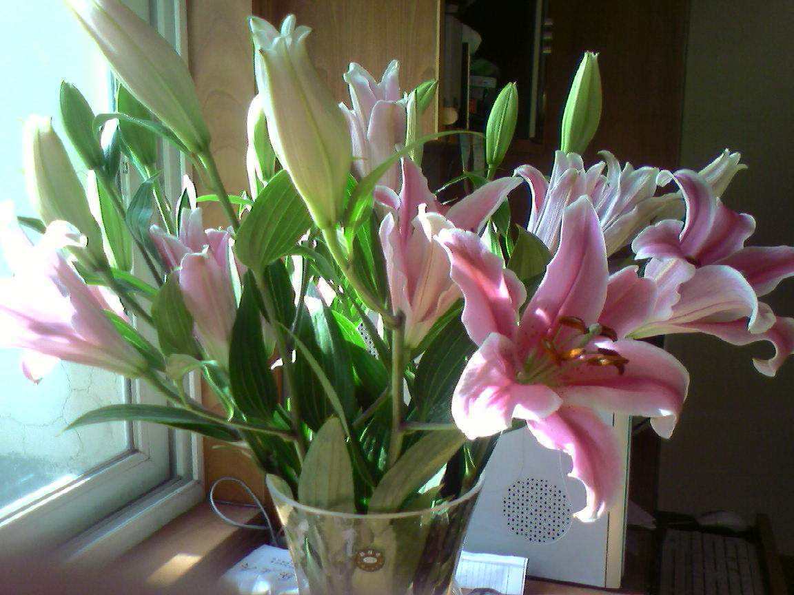 百合哪种好养开花,自己养的百合开得好美