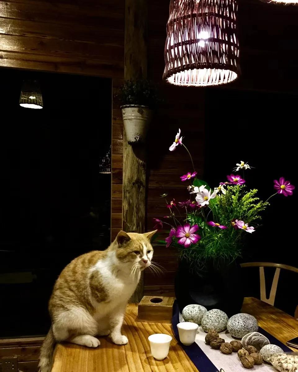 铜梁巴岳山森林木屋,巴岳山树屋