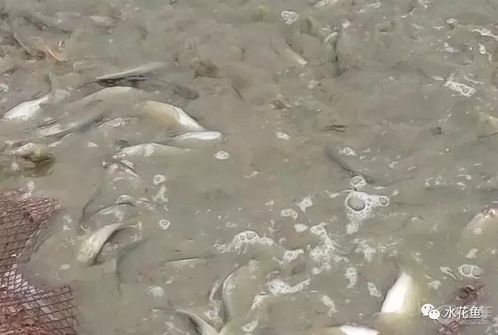 鱼类生病的表现,鱼类赤皮病