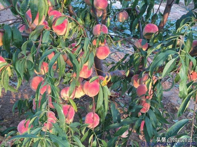 中国为什么是桃子的故乡,故乡的桃子