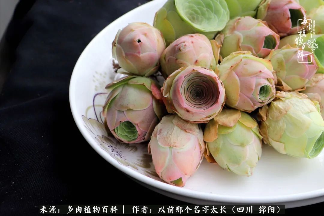 山地玫瑰夏天,夏季的山地玫瑰