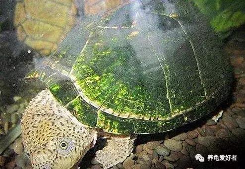 鱼龟混养缸里的青苔怎么处理,龟缸里的青苔怎么处理