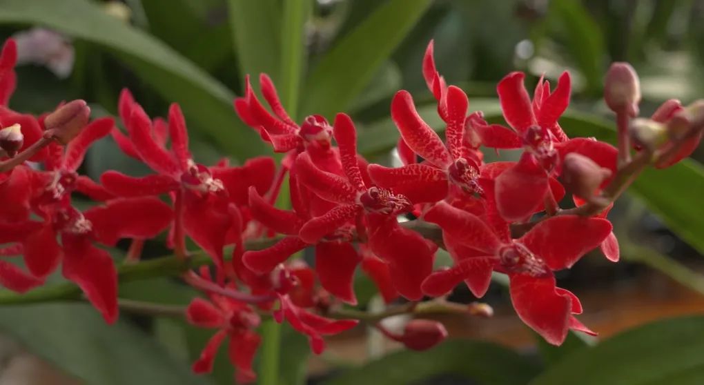 致富经：一株草要价上百万？兰花让我一夜暴富