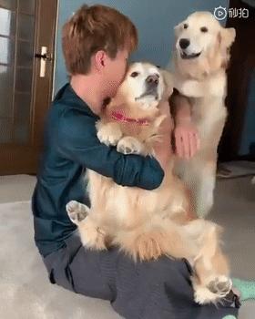 大金毛不听话怎样训练,大金毛根本不听话怎么办