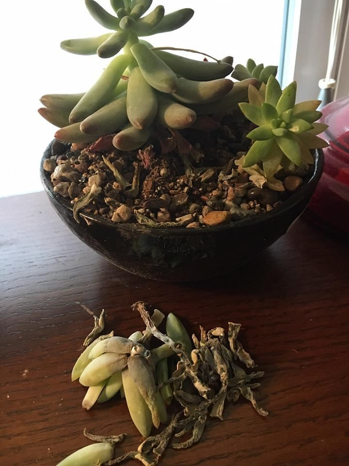 让多肉盆栽蓬勃生长的6个妙招,多肉盆栽夏季怎么养护