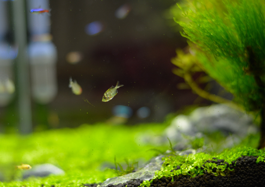 新手草缸入门,萌新水草缸