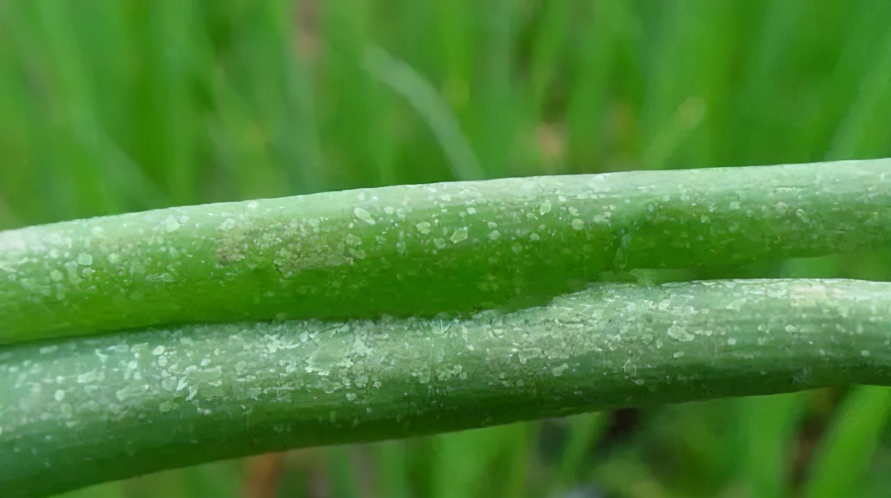 生物防治韭菜大葱病虫害,虫螨腈对大葱的病虫害防治