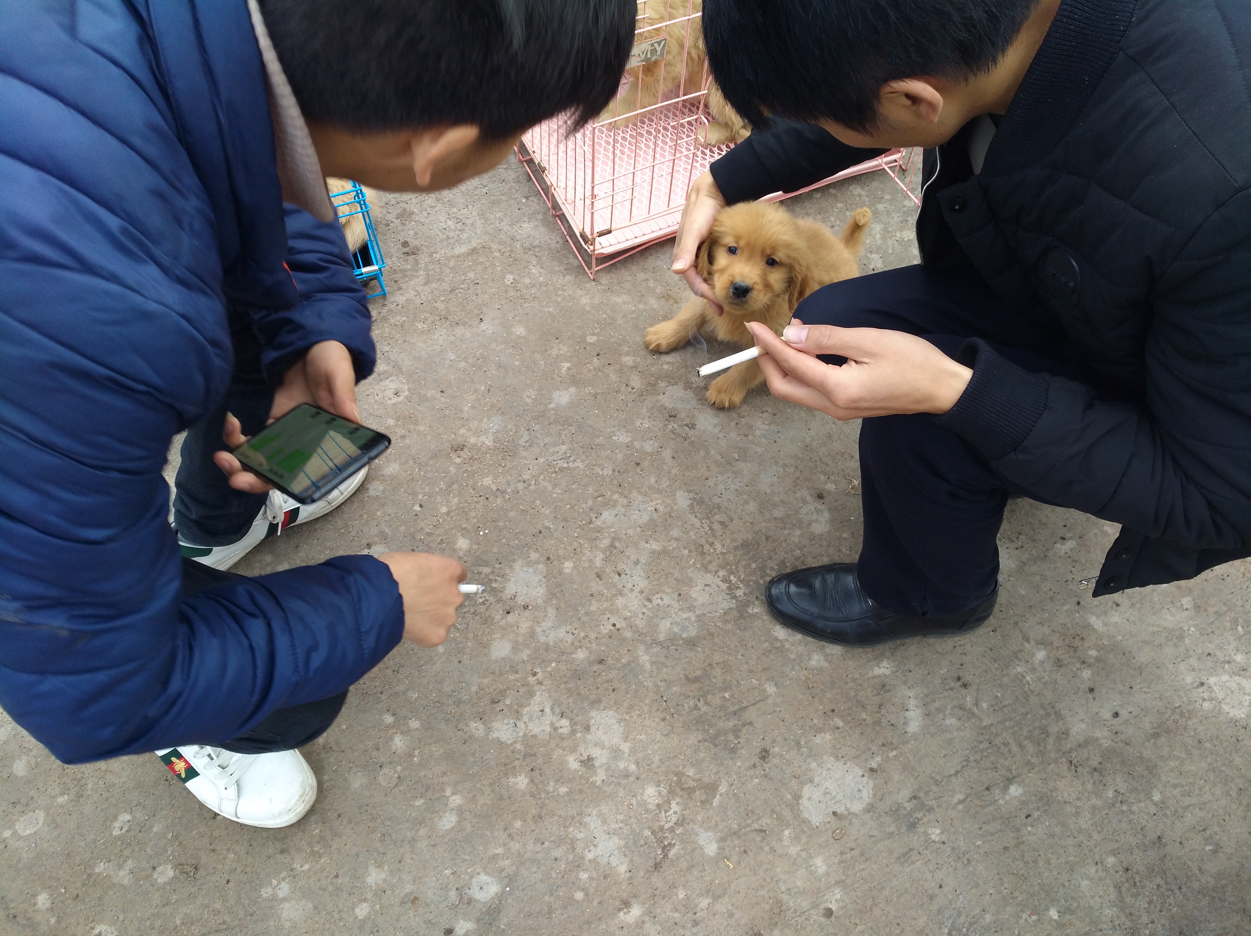 狗市场幼犬出售银川,集市卖金毛幼犬