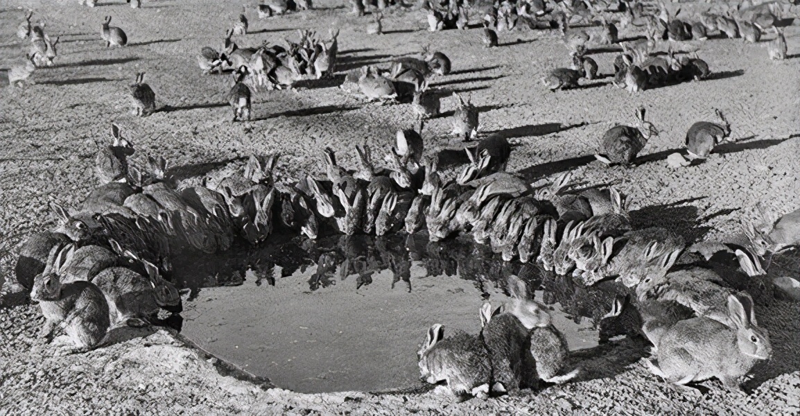 澳洲野兔泛滥成灾上演人兔大战,野兔在澳洲泛滥成灾多久了