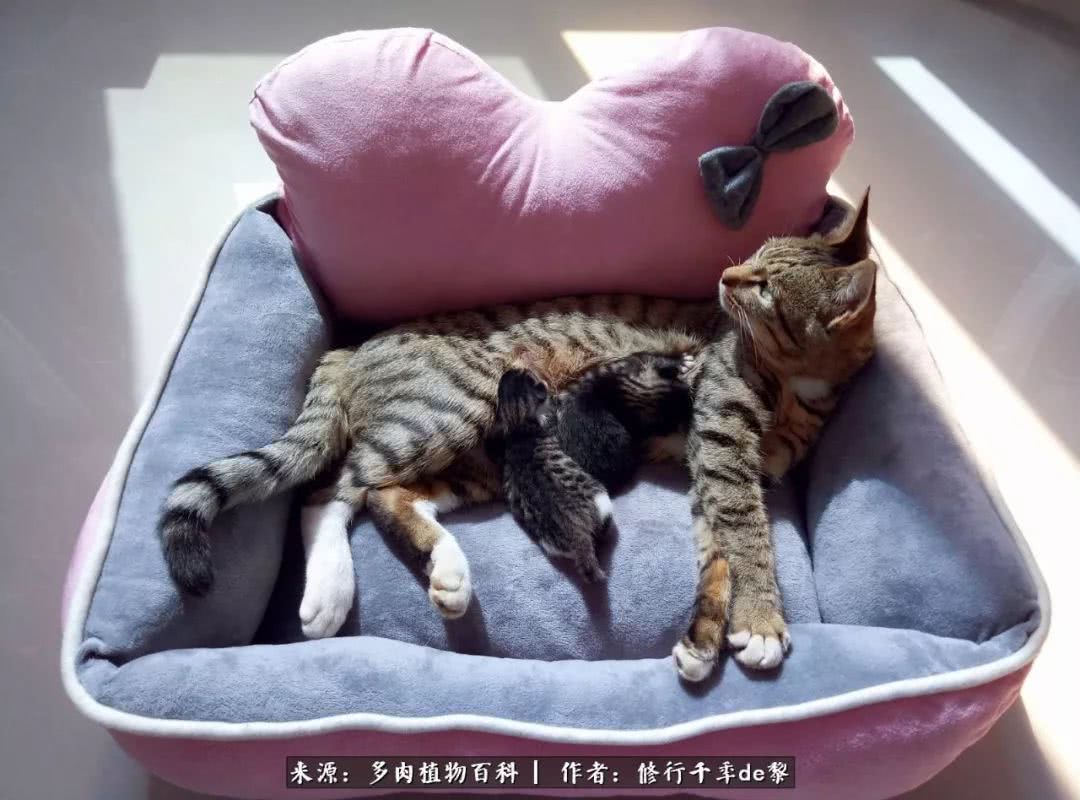 鱼和熊掌不可兼得自由和爱情,鱼和熊掌不可兼得胖和丑如影随形