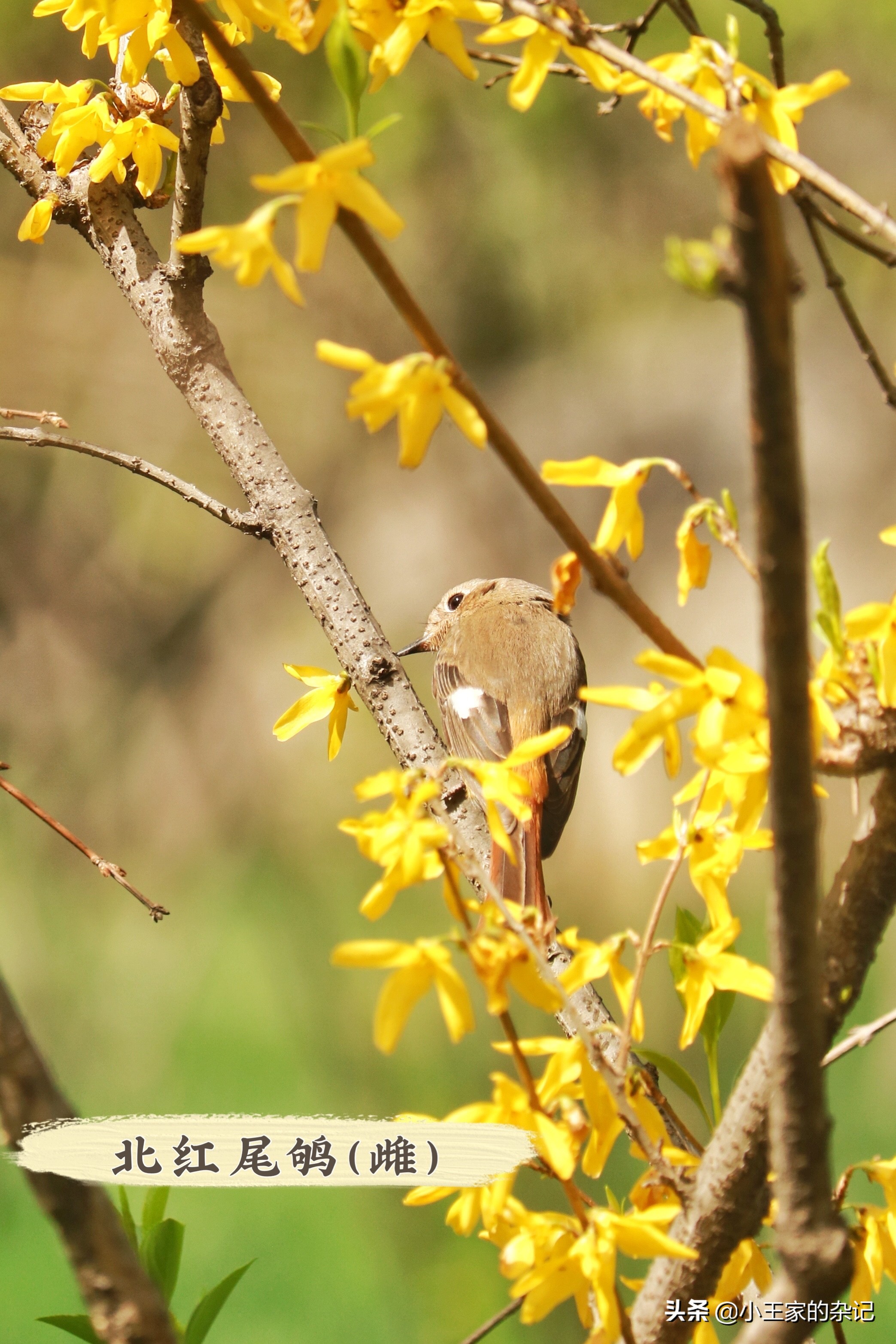 国际爱鸟日天桥岭,国际爱鸟日