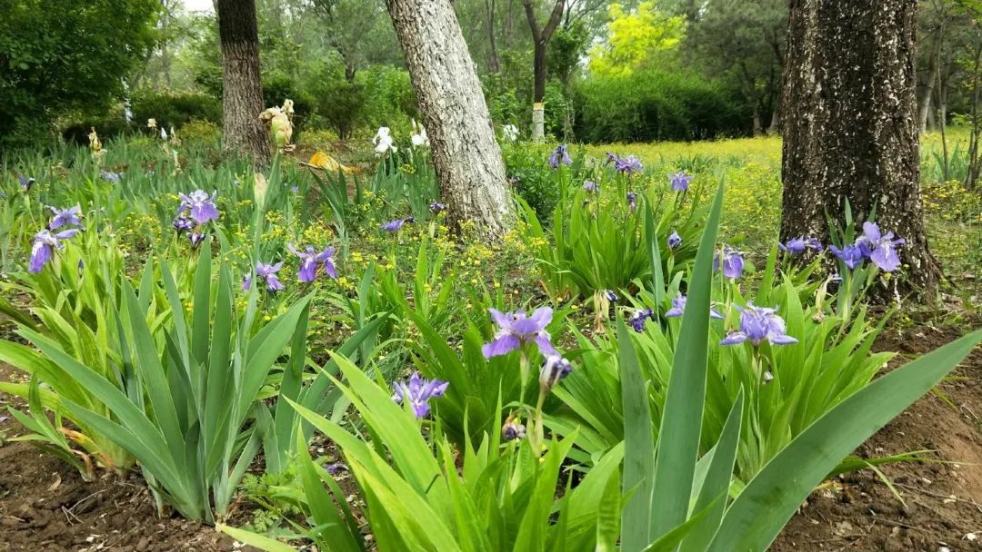 昌平哪个地方的公园最好,昌平区主要公园及景点