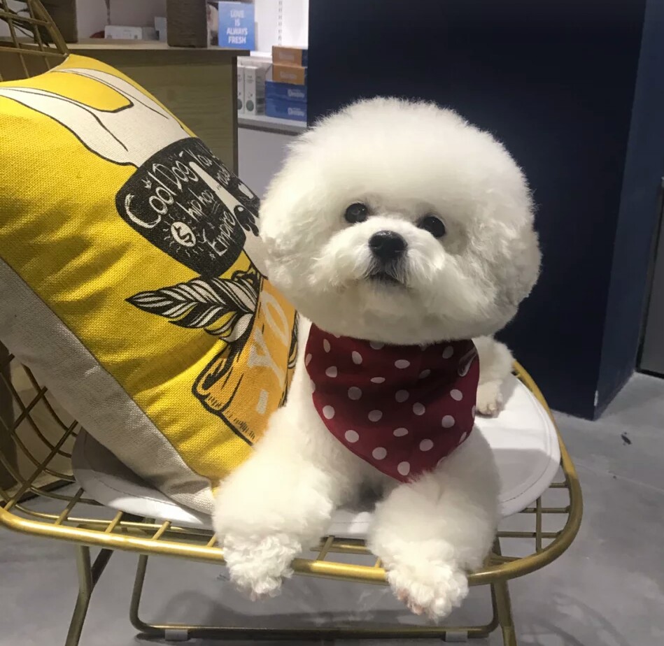 狗狗爱吃猫粮是什么原因,狗狗爱吃猫粮怎么办