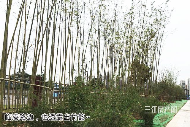 约7600亩，涉5个村，投资40亿！宜宾这个大项目，落在一个镇上？