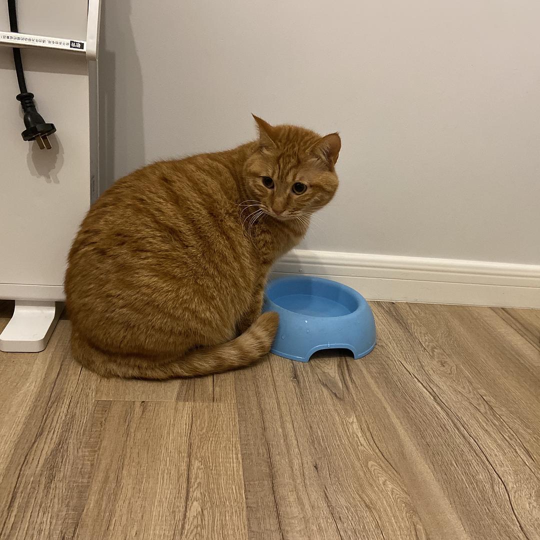 猫咪的屁屁臭怎么办,猫咪回南方拉屎特别臭